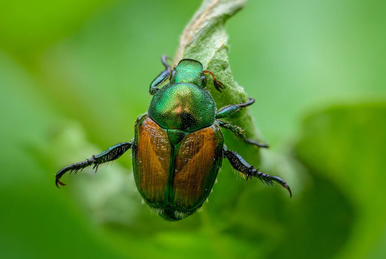 A close-up photograph of a Japanese forest beetle. It looks metallic with a bright green head and thorax and bronze-coloured wing flaps. It is hanging on to a leaf with its first two sets of legs.